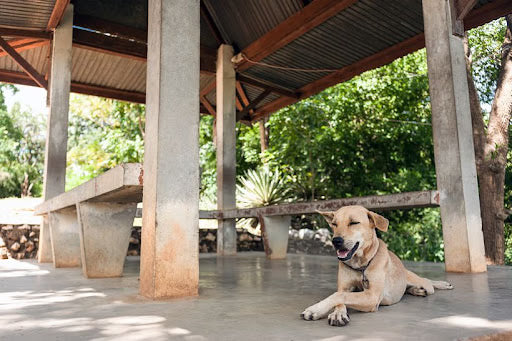 DIY Dog Shade Ideas to Keep Your Pup Safe from the Summer Sun