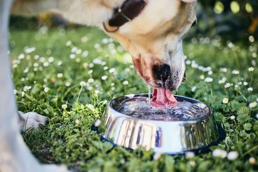 No More, No Less: 7 Ways to Maintain Proper Dog Water Intake