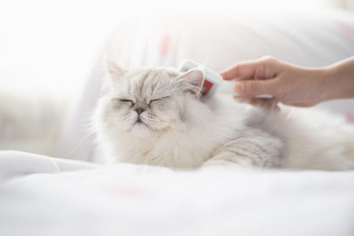 A Cat Parent’s Definitive Guidebook to Grooming Long-Haired Cats Like a Pro