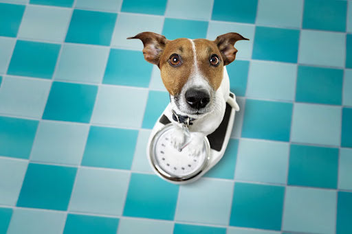 7 Tips to Keep Your Fur Baby Healthy on National Pet Obesity Awareness Day