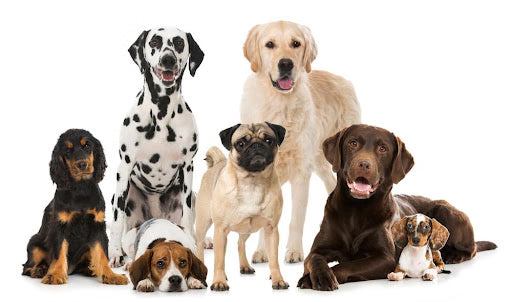 Placing Your Fur Buddies on the Pedestal During National Dog Month