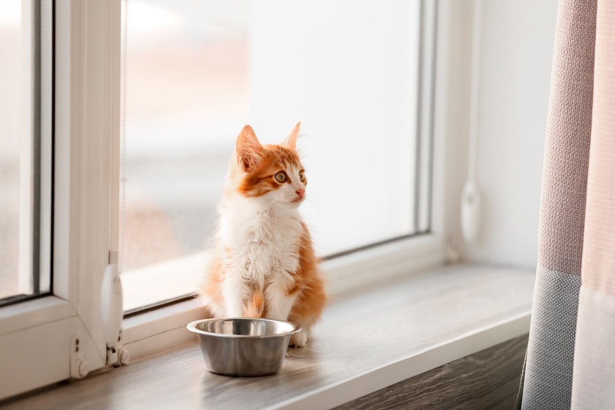 New Kitten Not Eating? Tell-Tale Signs Your Pet Needs Immediate Vet Care