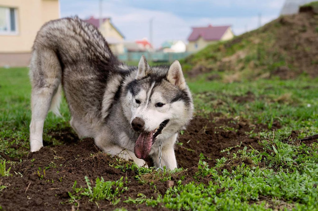 Why Do Dogs Dig? Understanding and Redirecting the Behavior