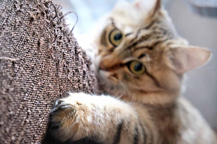 Decoding Cat Scratching Habits