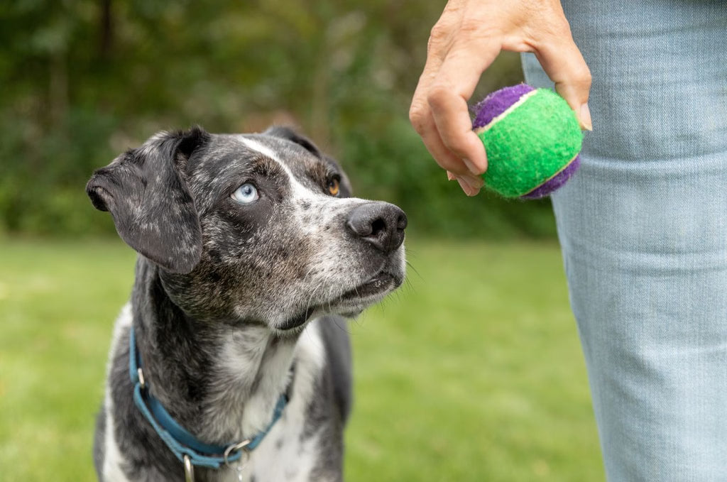 The Joy of Fetch: Why Some Dogs Never Get Tired of It