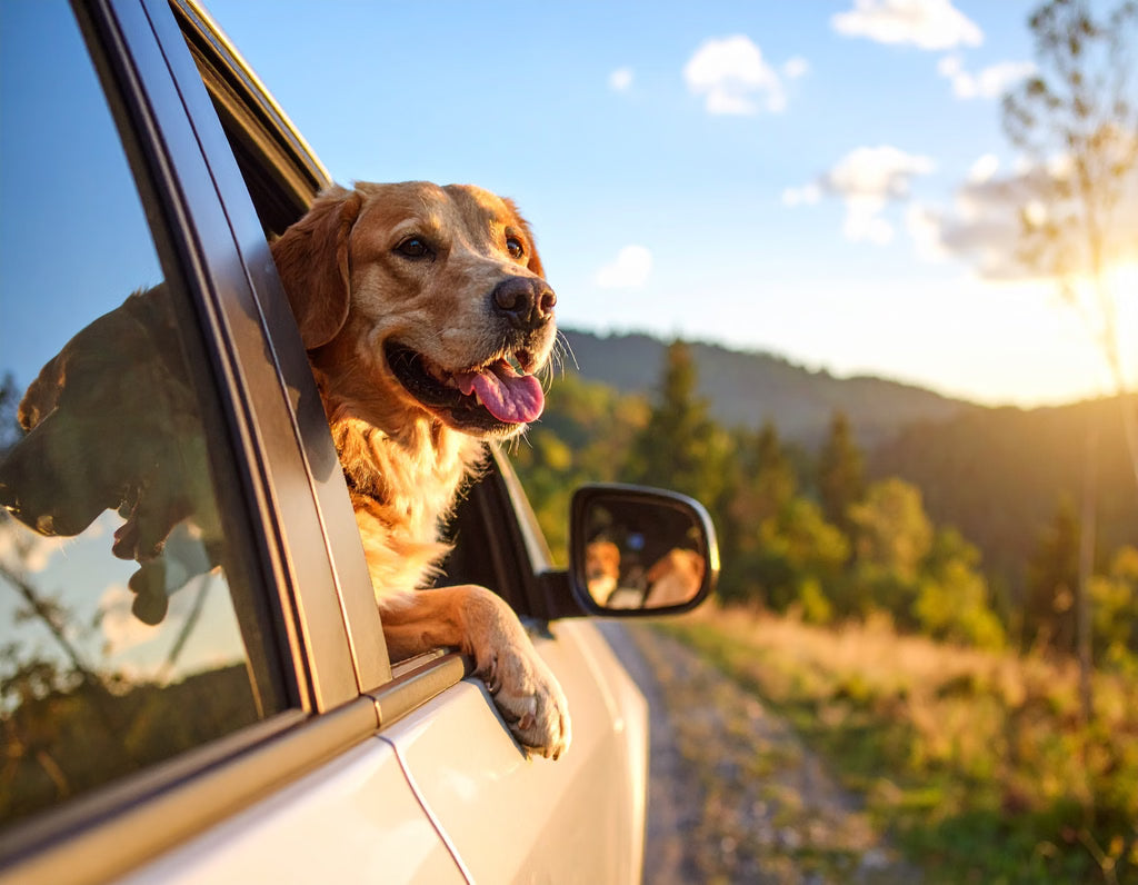 How to Make Car Rides Stress-Free for Your Dog