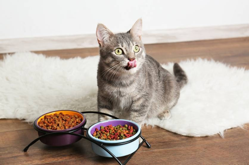 What Is Whisker Fatigue? And Does Your Cat Have It?