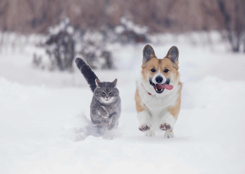 How to Keep Cats and Dogs Cozy and Safe During Winter Weather