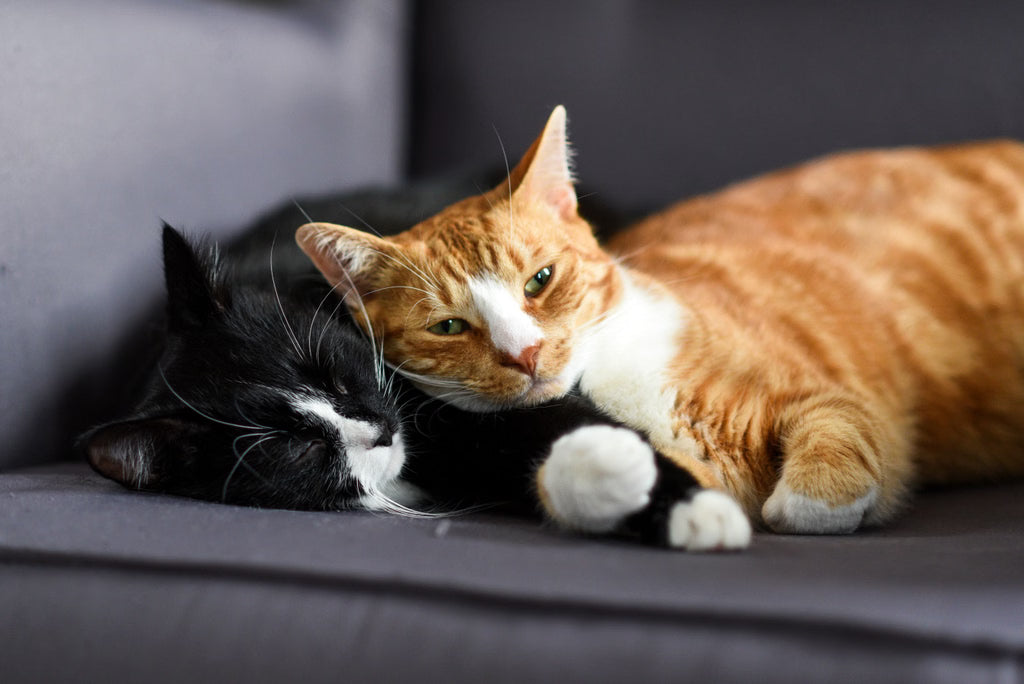 How to Introduce Two Cats: A Step-by-Step Guide for a Peaceful Transition