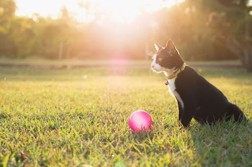 The 7 Don’ts of Pet Heat Safety for a Safe and Fun Summer
