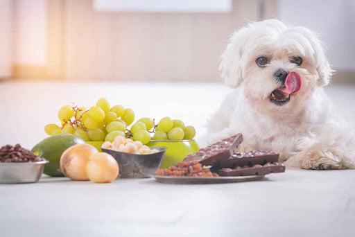Pet Poison Helpline: Toxic Household Items to Check Off Your List