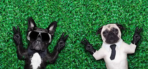 Little-Known Secrets: A Closer Look at Pug Personality Traits