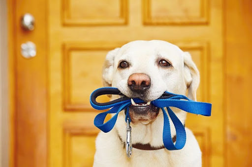 Train Dogs for Leash or Let Them Loose? The How-Tos and Advantages