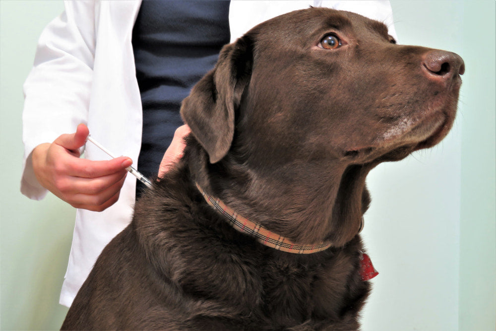 Parvo in Dogs—Protecting Your Furry Friend From the Lethal Virus