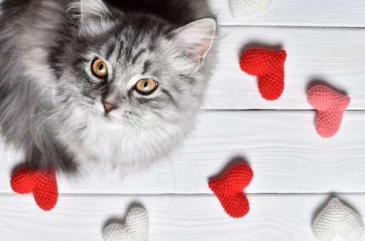 8 Tips to Celebrate World Cat Day Indoors