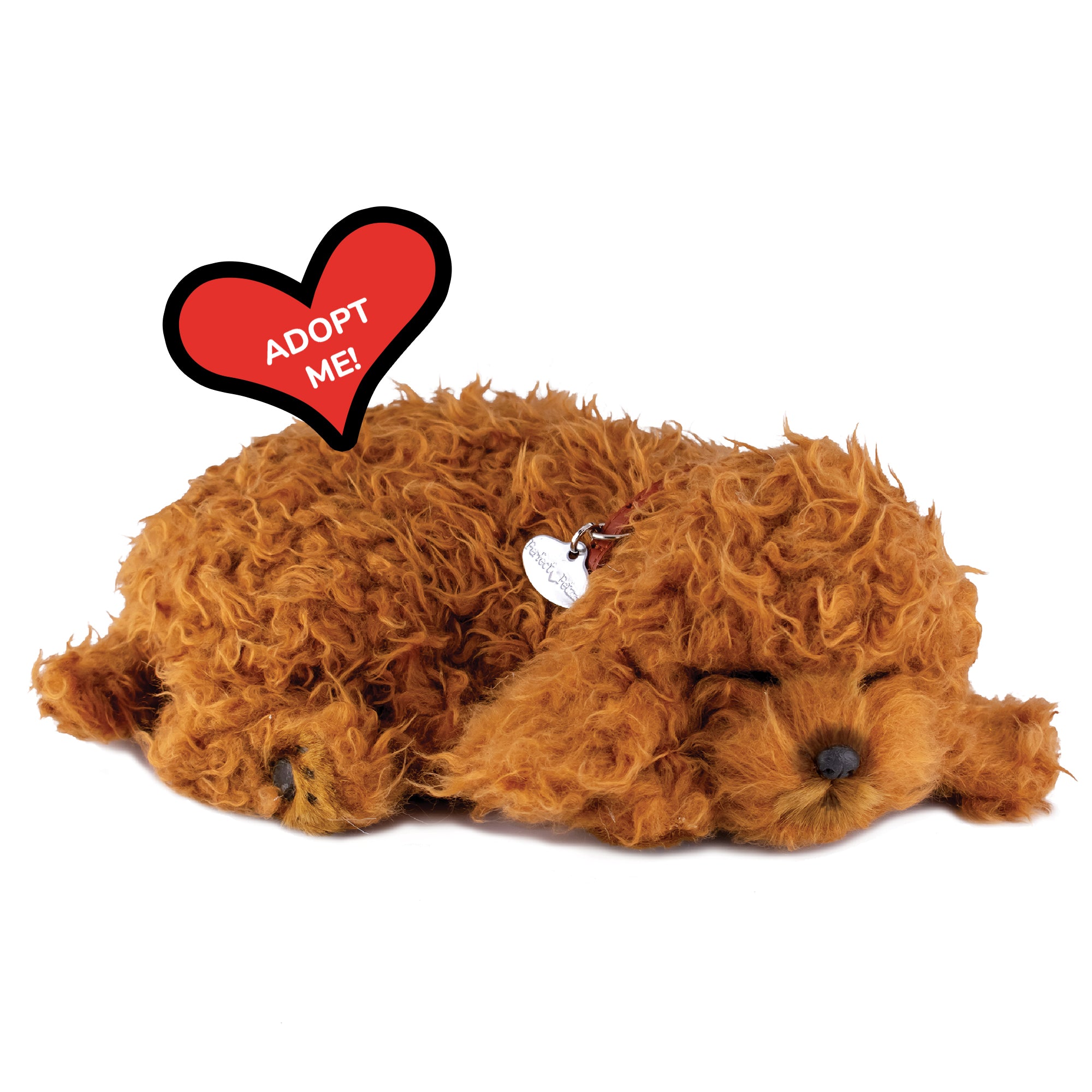 Original Toy Poodle Perfect Petzzz