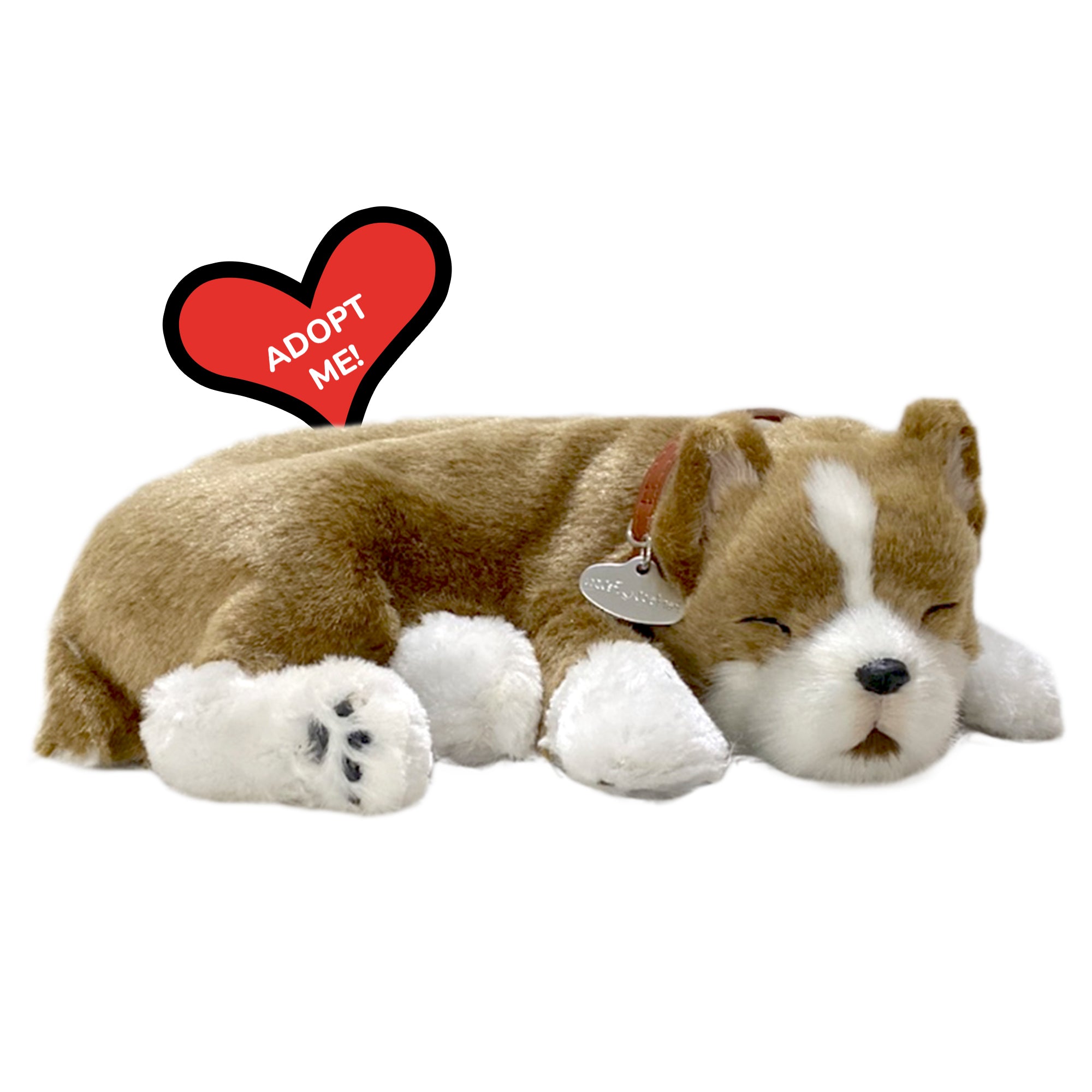 いぬ Original Pitbull Perfect Petzzzz