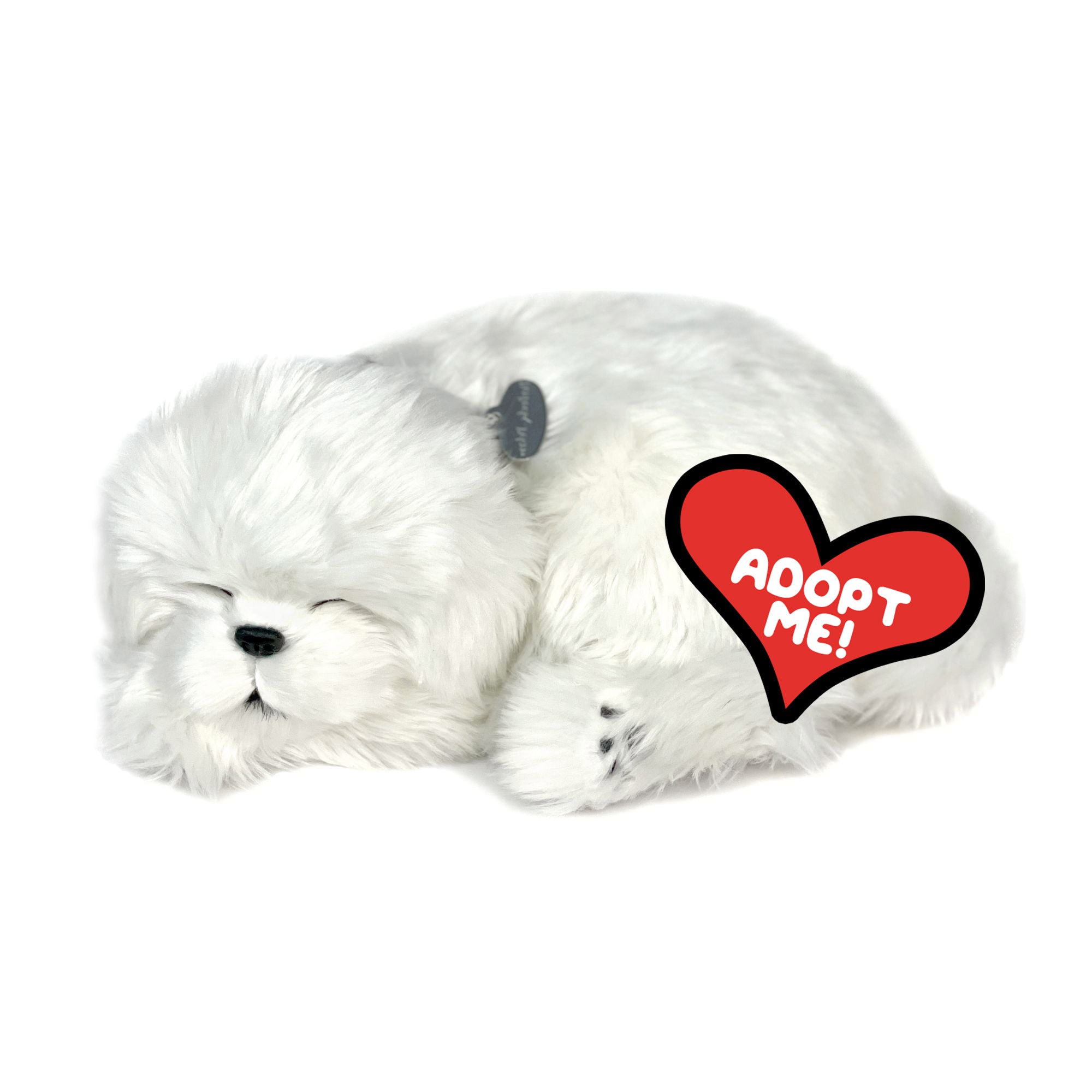 Perfect Petzzz Maltese