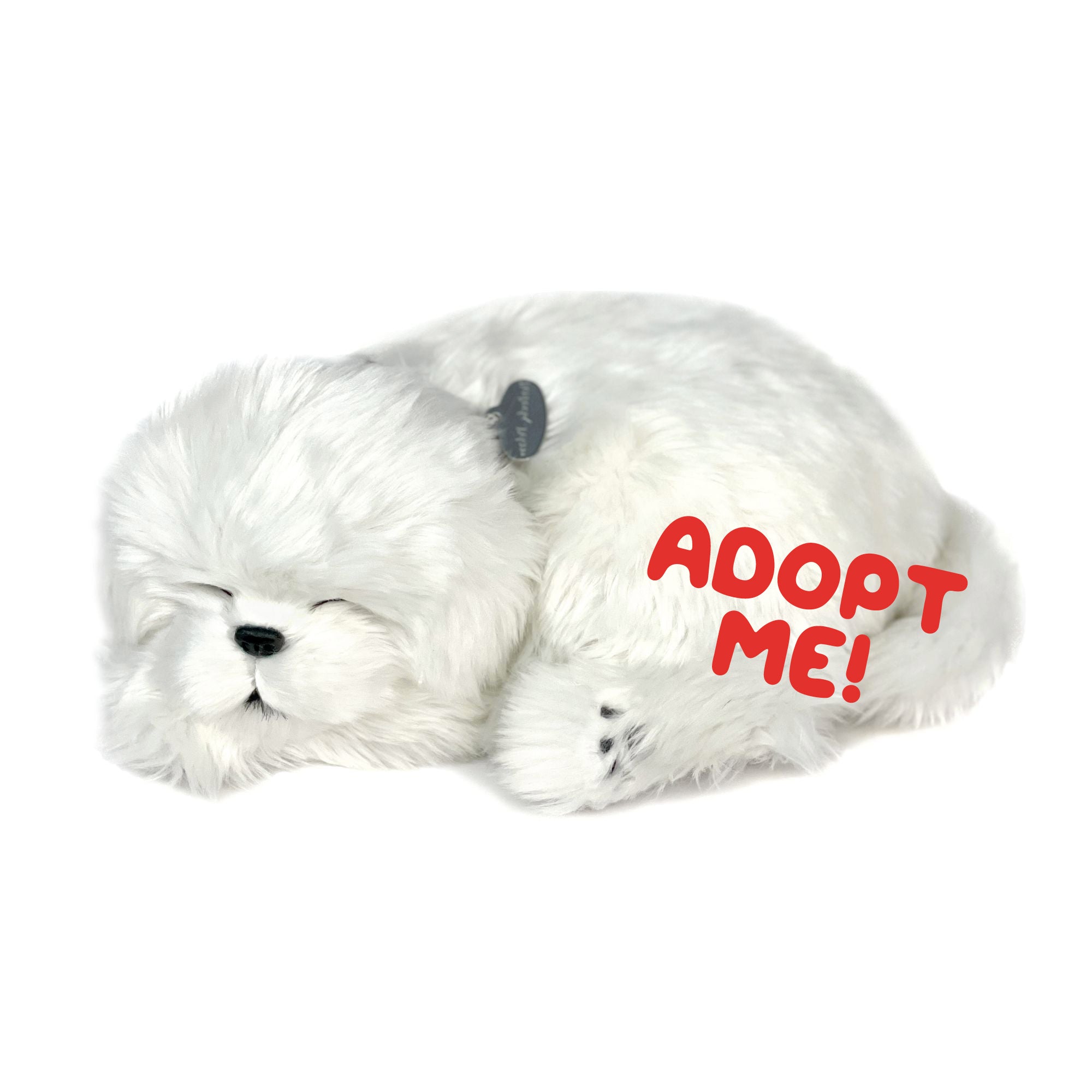 Perfect Petzzz Maltese