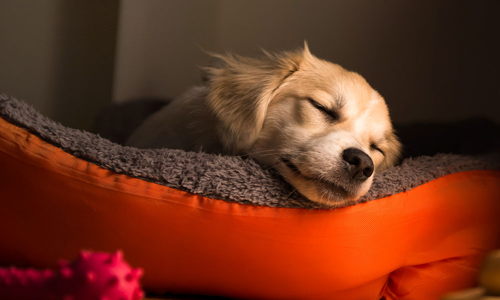 Training Your Dog to Sleep On A Dog Bed - Perfect Petzzz