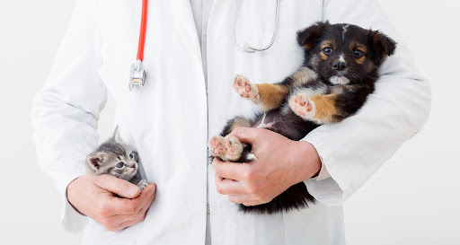 6 Veterinary Services a New Pet Parent Should Know - Perfect Petzzz