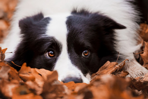 Border collie best sale easy to train