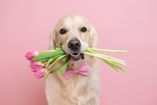 are female labradors calmer than males