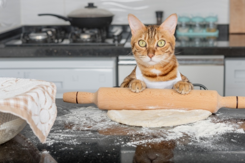 Cats Doing Biscuits (Cat Kneading): A First-Time Pet Owner's Guide