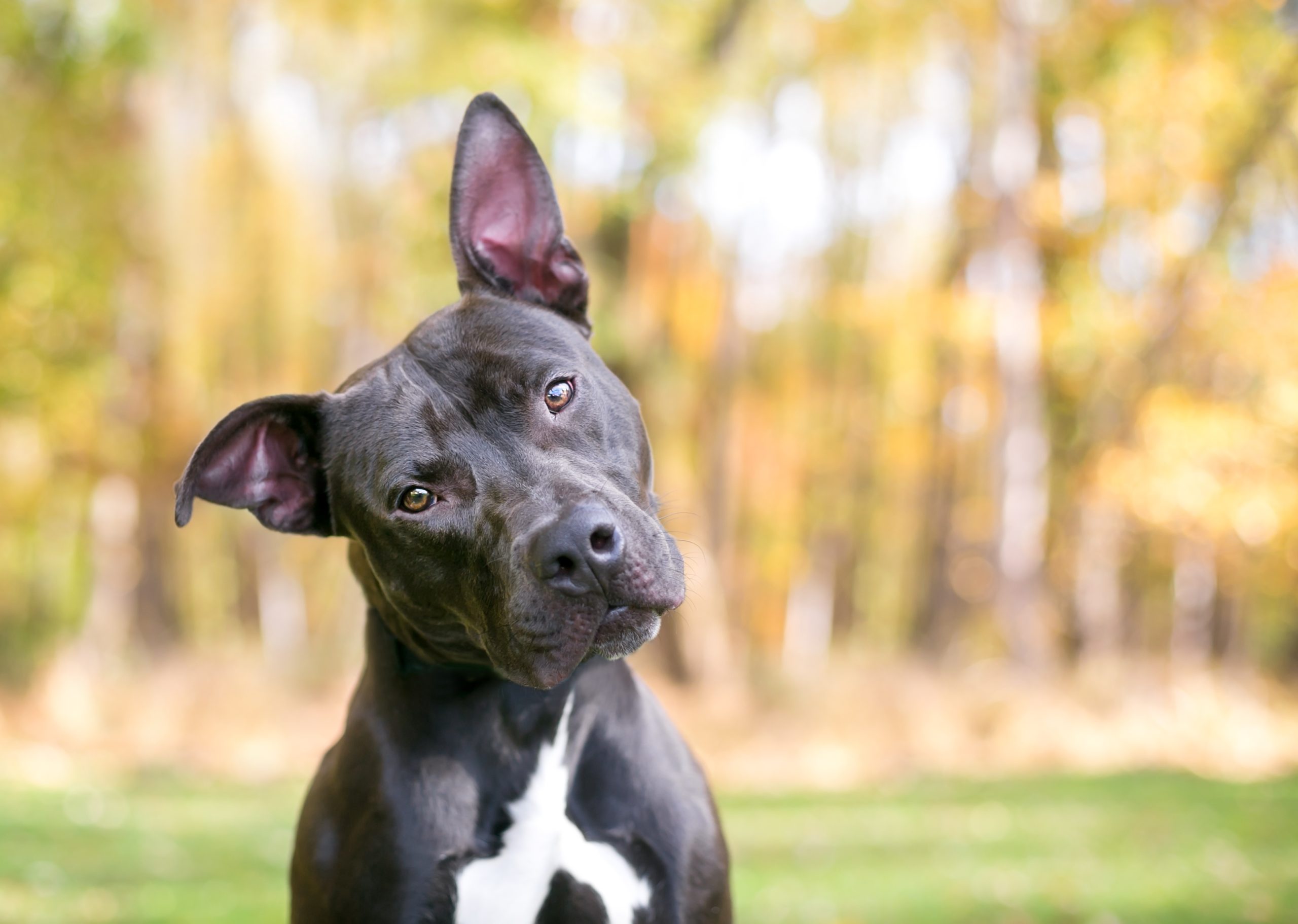 Understanding Dog Body Language What Your Dog is Trying to Tell You