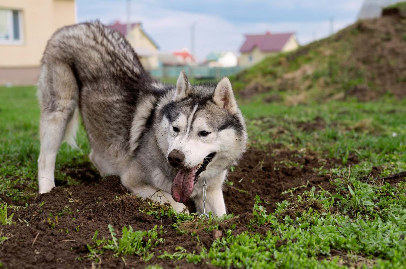 Why Do Dogs Dig? Understanding and Redirecting the Behavior - Perfect ...